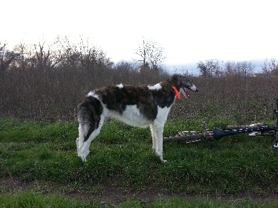 du Joyau des Bois - Ivanof DU JOYAU DES BOIS - 9 mois - 9 months - sortie à VTT le 26 janv