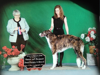 du Joyau des Bois - Ilov DU JOYAU DES BOIS fait le BEST OF BREED et BEST OF BREED PUPPY le