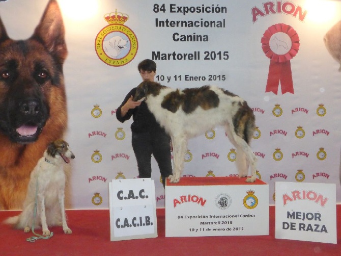 du Joyau des Bois - CACIB de Barcelone 2015 : Ivanof et Gatchina sont BOS et BOB 