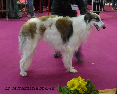 du Joyau des Bois - Saillie de CH-LSP DOBER-KOPP Napvirag (dite : 