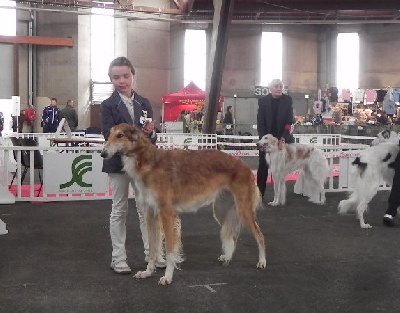 du Joyau des Bois - CACIB de POITIERS : 1er EXC – CACS – EDELWEISS DU JOYAU DES BOIS