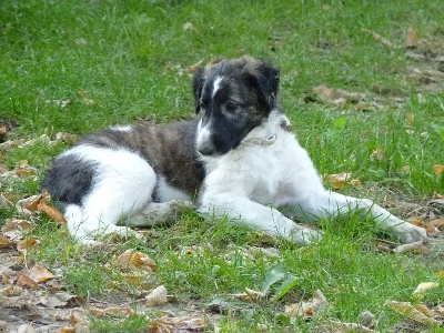 du Joyau des Bois - les chiots ont deux mois aujourd'hui