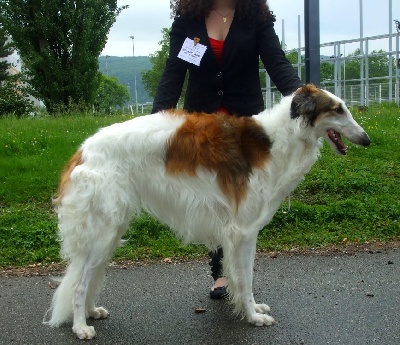 du Joyau des Bois - Ginsburg DU JOYAU DES BOIS 1er EXC - Meilleur Jeune - 3e du BOG-Jeune