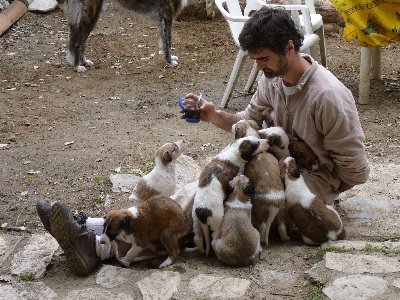 du Joyau des Bois - 5 semaines aujourd'hui que les chiots sont nés.