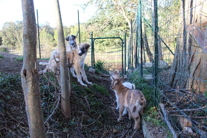 du Joyau des Bois - Chiots disponibles actuellement fevrier 2016