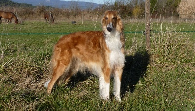 du Joyau des Bois - La mise bas et naissances des chiots de CH-LSP DOBER-KOPP Napvirag