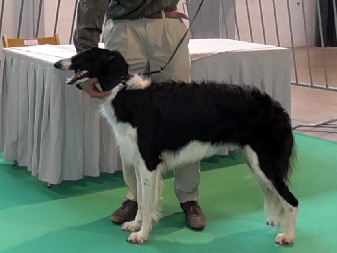 du Joyau des Bois - CACIB de Pamplona - Latika  OSTH DJDB: 1ere EXC CAC CACIB BOS