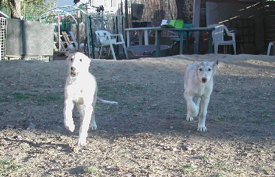 du Joyau des Bois - 3 males et une femelle sont encore disponibles 