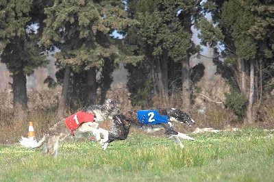 du Joyau des Bois - PERPIGNAN PVL Spéciale; 1ere CACP EDEN et 2ème RCACP FAIZABAD-FEODORA 