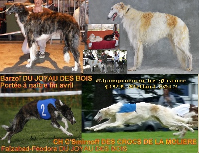 du Joyau des Bois - Portée de Faïzabad-Féodora DJDB et CH TPO - LSP C'smirnoff DCDLM