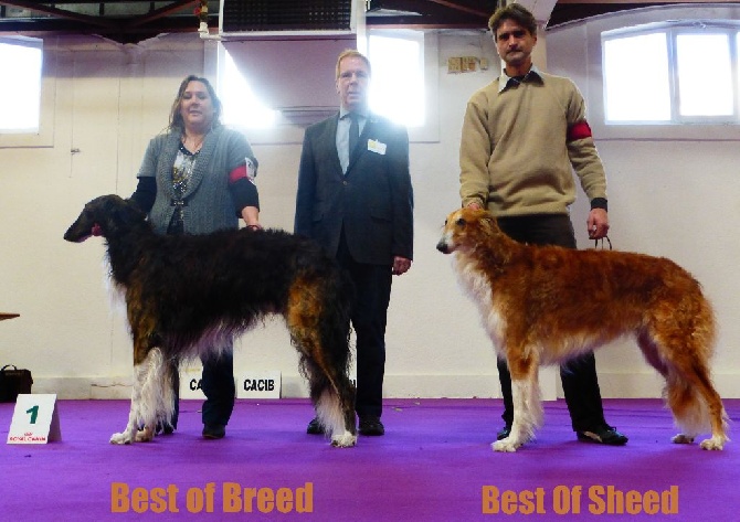 du Joyau des Bois - Photo du Best Of Breed et de la Best Of Sheed Meilleure Femelle