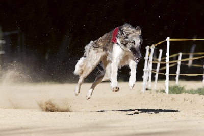 du Joyau des Bois -  Championnat d'Europe de racing à BERINGEN 