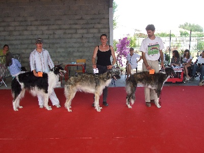 du Joyau des Bois - CACIB de BEZIERS 2012: SPECIALE BARZOÏ