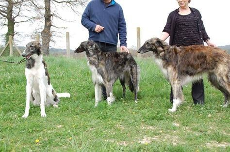 du Joyau des Bois - DU JOYAU DES BOIS - les 2 BOS et le BOBJ BOB 2eme BOGJ - CACS d' Alés 