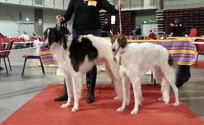 du Joyau des Bois - CACS de Martigues: Ganushkin  BOS et Gatchina  BOB 2e BOG