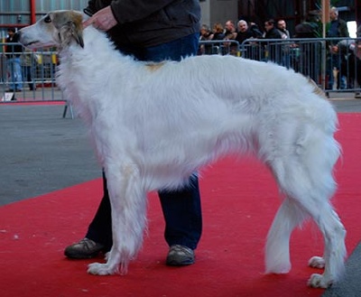 du Joyau des Bois - CACIB de Limoges: Gala Du Joyau Des Bois - 1ere - EXC - CACS - RCACIB 