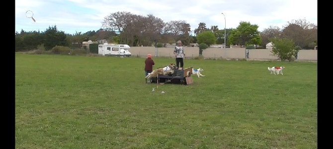 du Joyau des Bois - PVL de Perpignan 19.04.2015 - 2eme manche 2eme RCACP - Eden DU JOYAU 