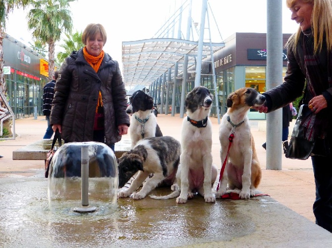 du Joyau des Bois - Les chiots sont totalement prets pour le depart dans leurs famille