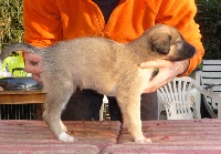 Galice DU JOYAU DES BOIS CHIOT 1ère née