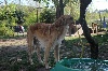 Jourkof DU JOYAU DES BOIS2eme chiot né (1er male)