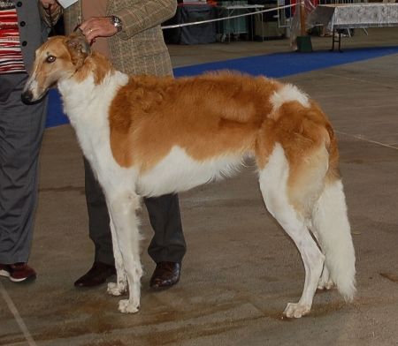 du Joyau des Bois - CACIB de Metz 1.10.2015 1er EXC BOBJeune Lioubov a son 1er concours