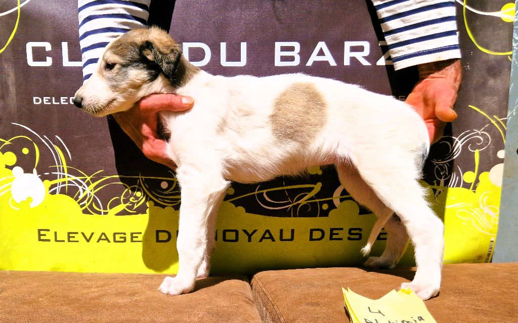 du Joyau des Bois - Chiots disponibles - Barzoi