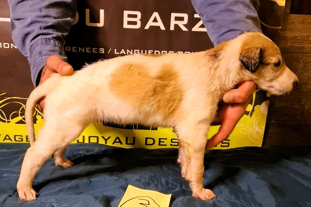 du Joyau des Bois - Chiots disponibles - Barzoi