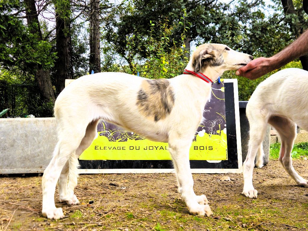 du Joyau des Bois - Chiots disponibles - Barzoi