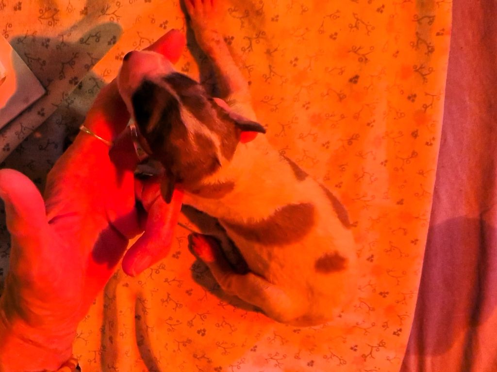 du Joyau des Bois - Chiots disponibles - Barzoi