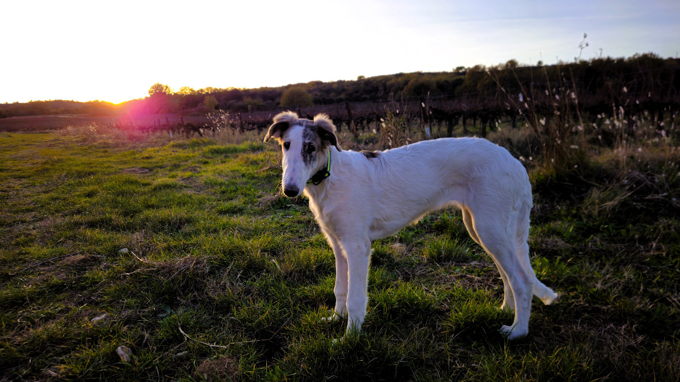 du Joyau des Bois - Chiots disponibles - Barzoi
