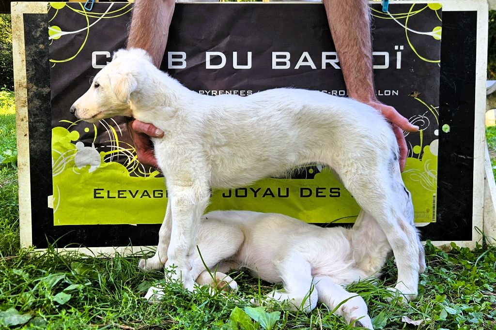du Joyau des Bois - Chiots disponibles - Barzoi
