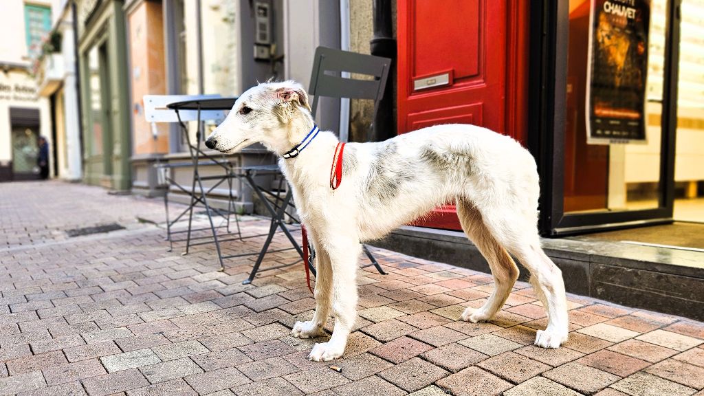 du Joyau des Bois - Chiots disponibles - Barzoi