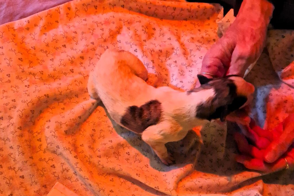 du Joyau des Bois - Chiots disponibles - Barzoi