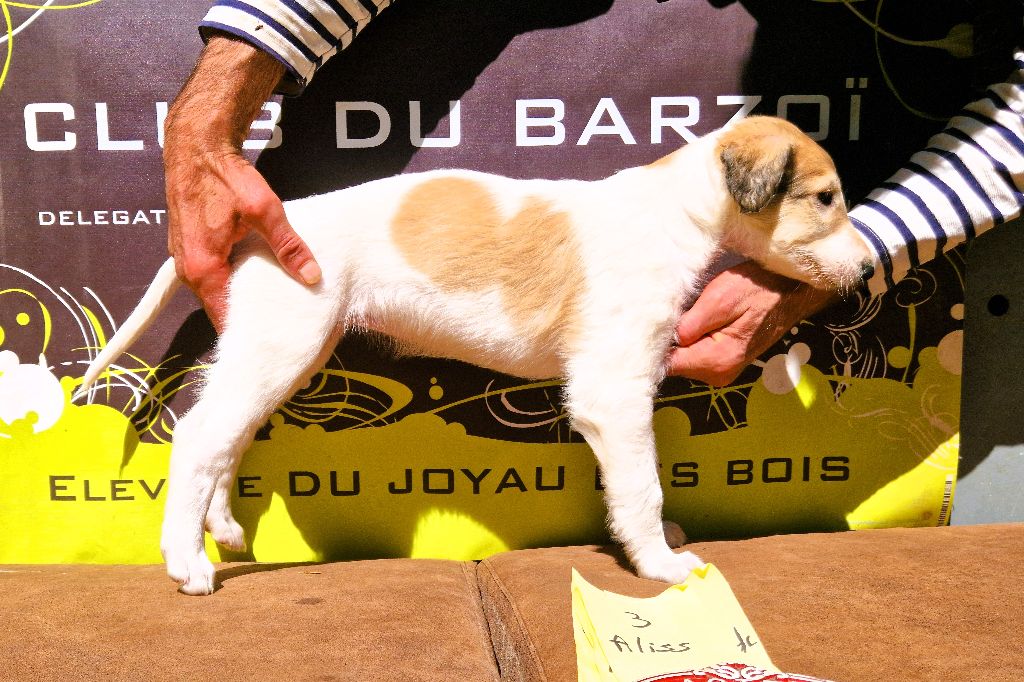 du Joyau des Bois - Chiots disponibles - Barzoi