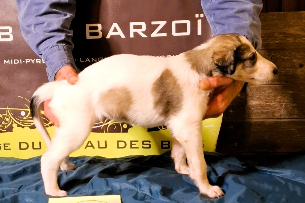 du Joyau des Bois - Chiots disponibles - Barzoi