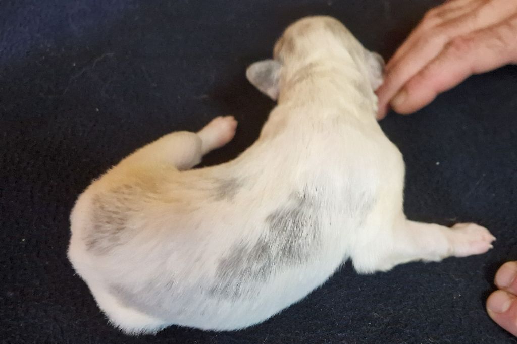 du Joyau des Bois - Chiots disponibles - Barzoi