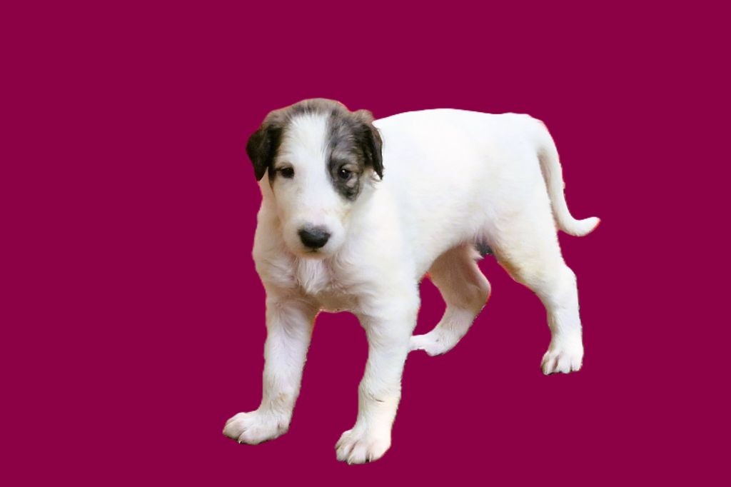 du Joyau des Bois - Chiots disponibles - Barzoi