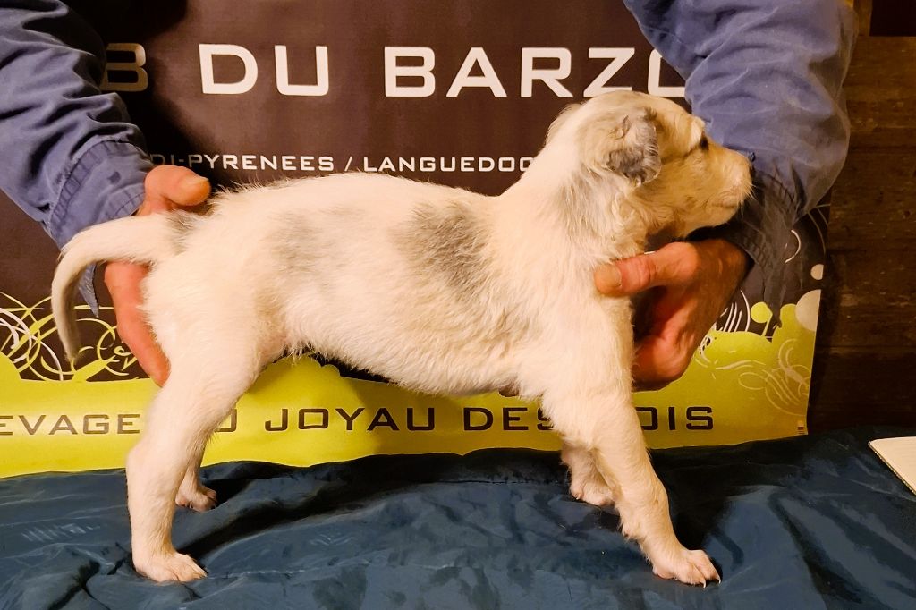 du Joyau des Bois - Chiots disponibles - Barzoi