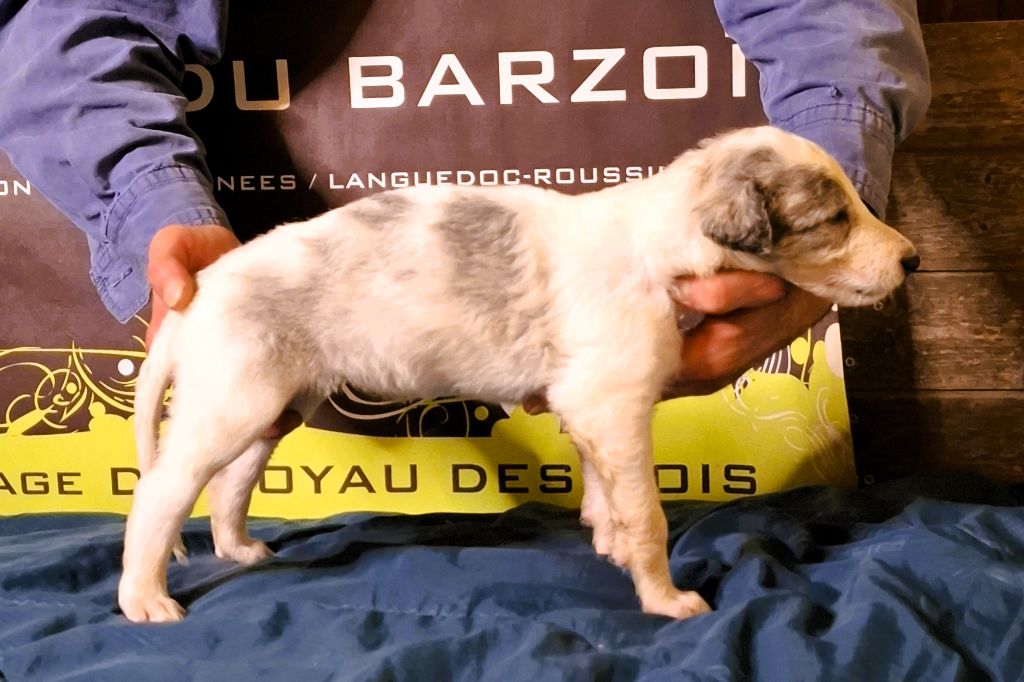 du Joyau des Bois - Chiots disponibles - Barzoi