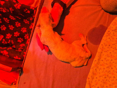 CHIOT 1 femelle choix du prénom aux futurs maitres