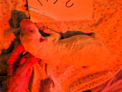 CHIOT 2 femelle choix du prénom aux futurs maitres