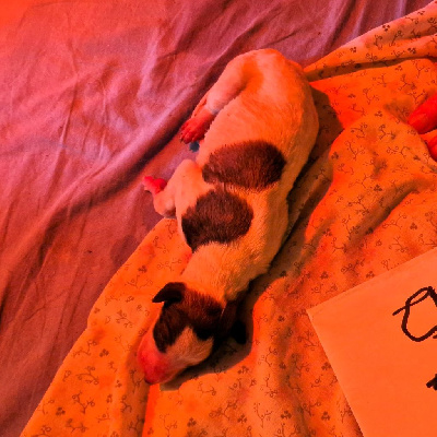CHIOT 8 femelle choix du prénom aux futurs maitres