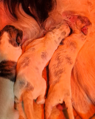 CHIOT 5 femelle choix du prénom aux futurs maitres