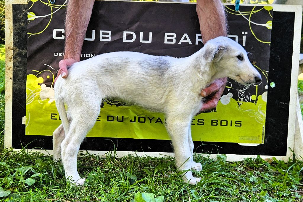 Aristofan DU JOYAU DES BOIS 