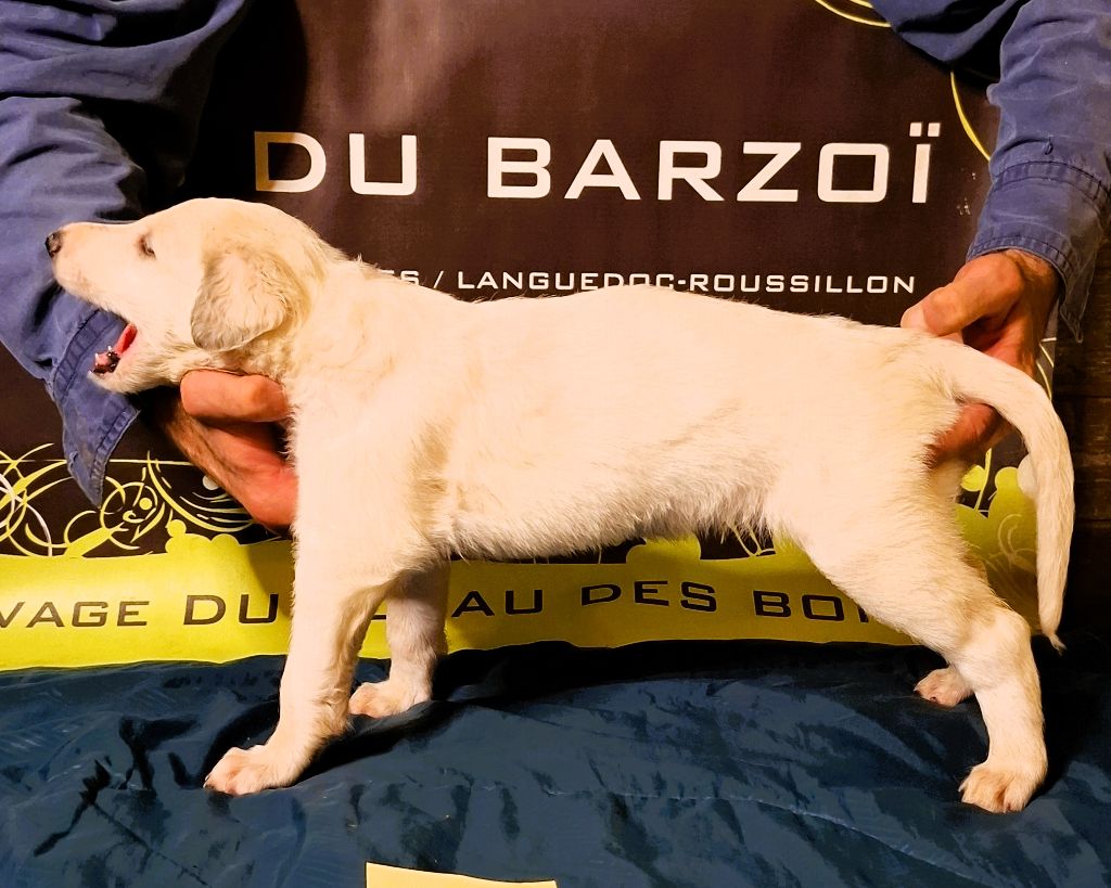 du Joyau des Bois - Chiots disponibles - Barzoi