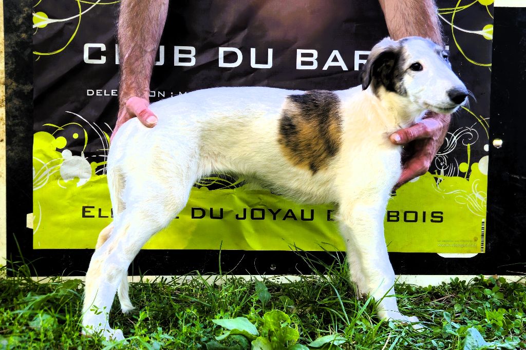 du Joyau des Bois - Chiots disponibles - Barzoi