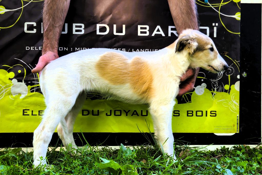 du Joyau des Bois - Chiots disponibles - Barzoi