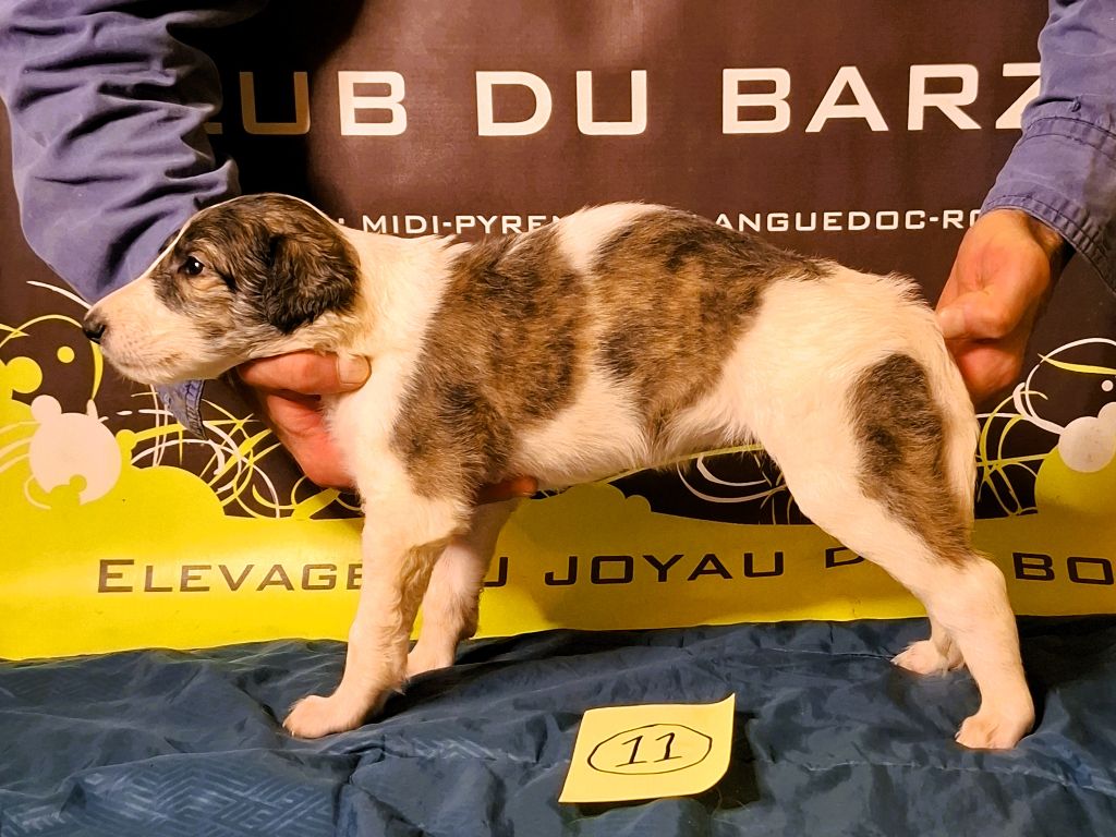 du Joyau des Bois - Chiots disponibles - Barzoi