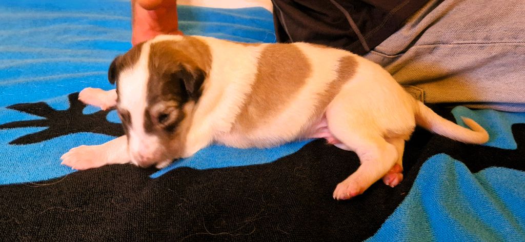 CHIOT 2 male choix du prénom aux futurs maitres