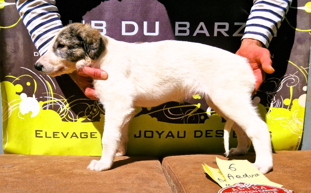 du Joyau des Bois - Chiots disponibles - Barzoi